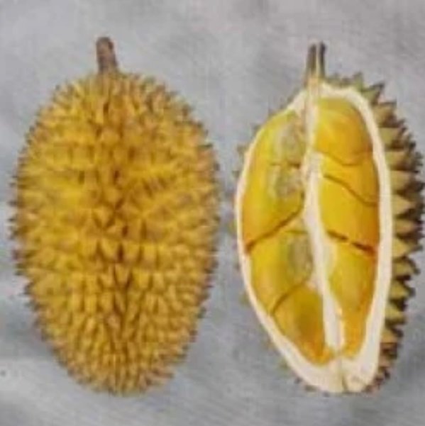 Durian LAI